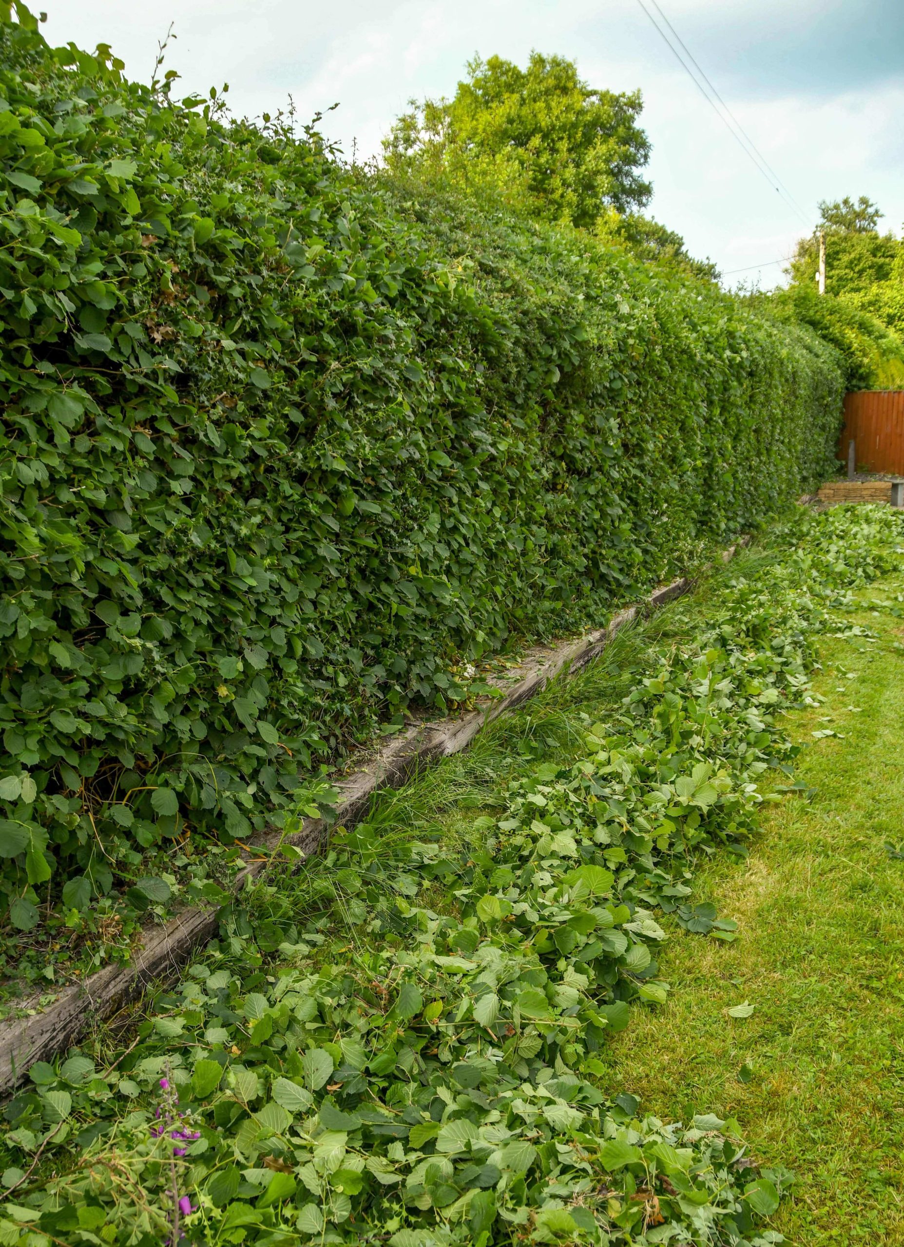 Garden Maintenance Bexley DA5