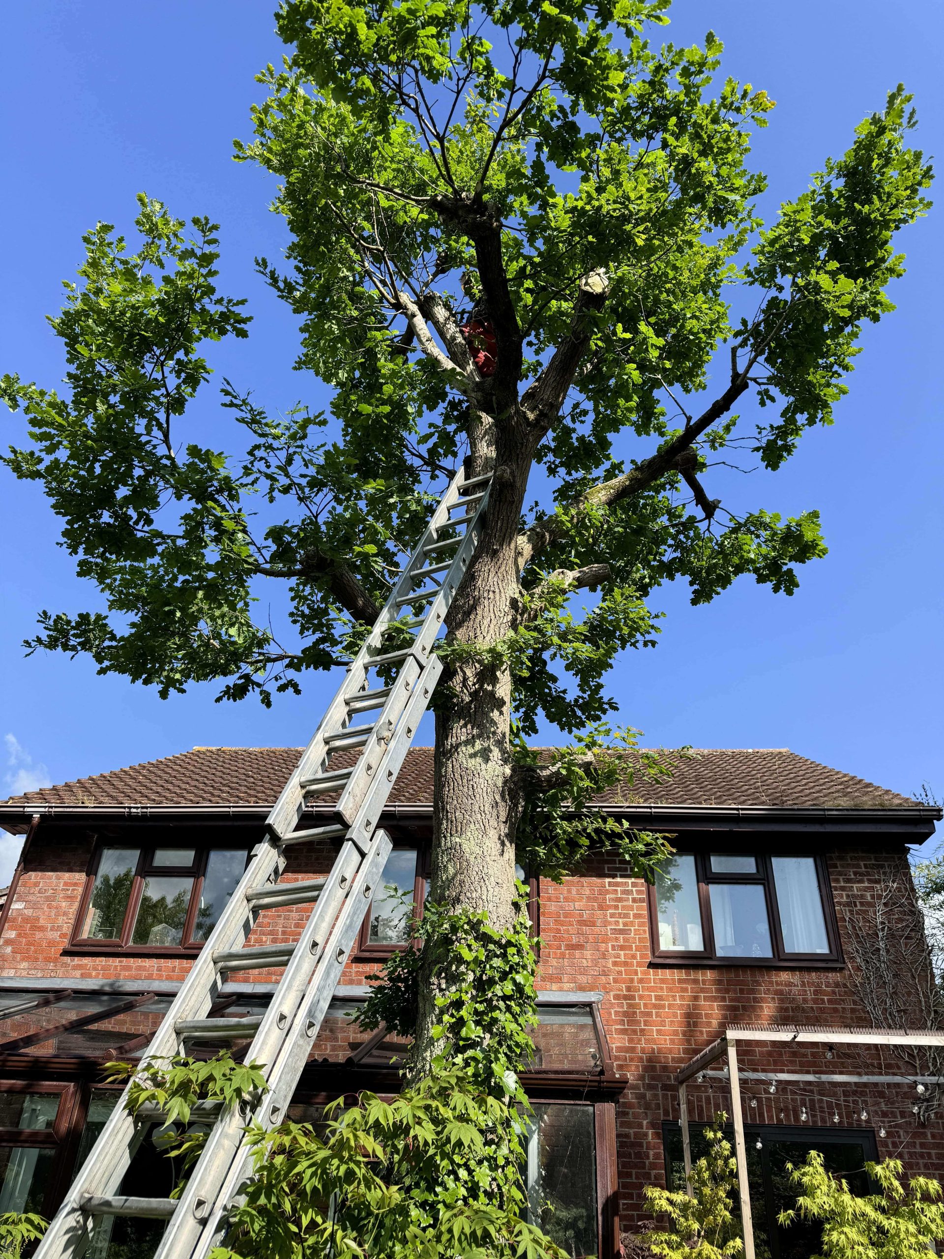 Arborists/Tree Services Bexley DA5